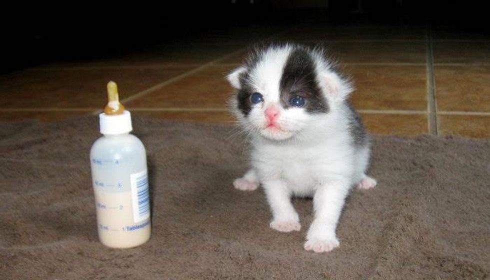 Panda the Kitten Saved from the Rain, Then and Now!