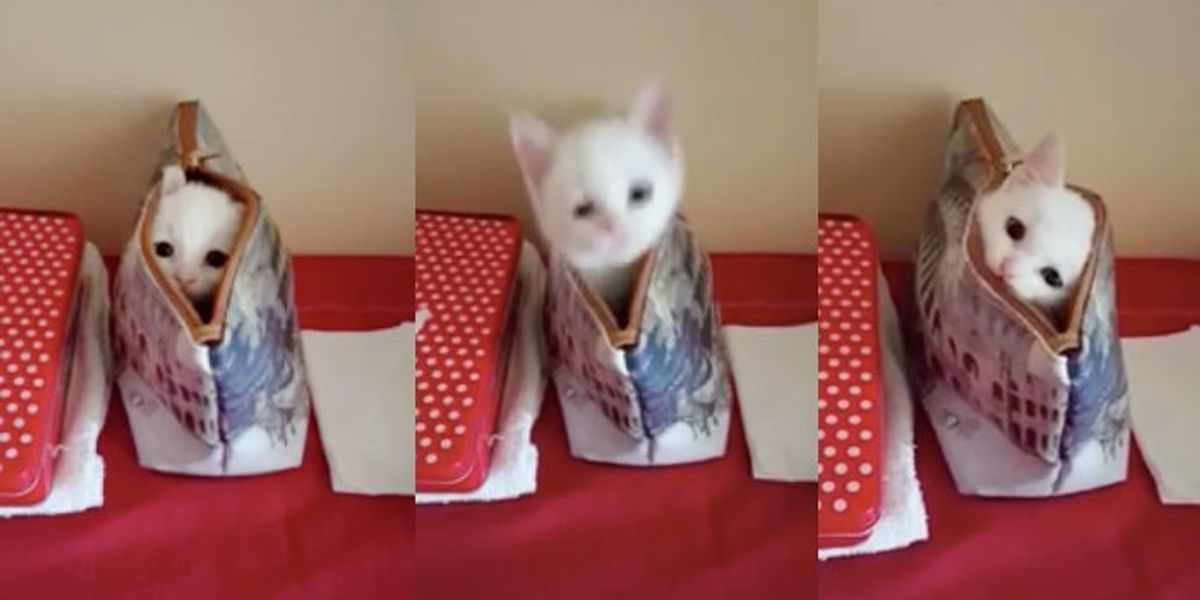 Tiny Kitty Plays Super Fast Peekaboo from His Mom's Bag - Love Meow