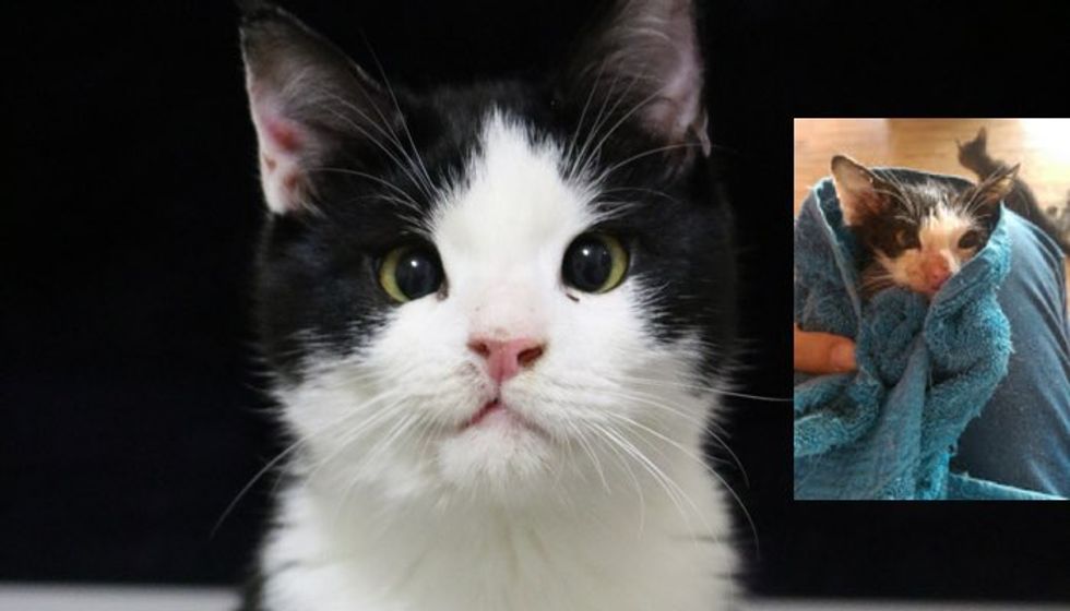 Kitten Saved from Near Death, Now Wears a Permanent Smile!