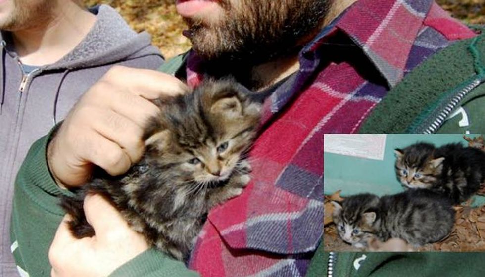 Orphaned Kittens Hiding Under a Boat Saved by Dog and Campers