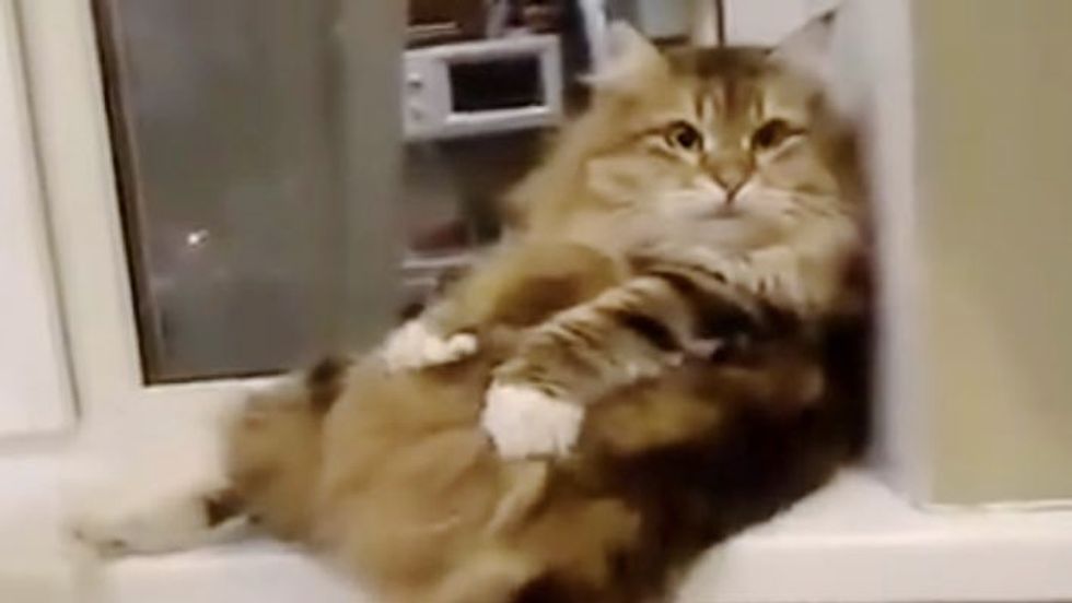 Fluffy Kitty Finds the Softest Spot to Knead on!