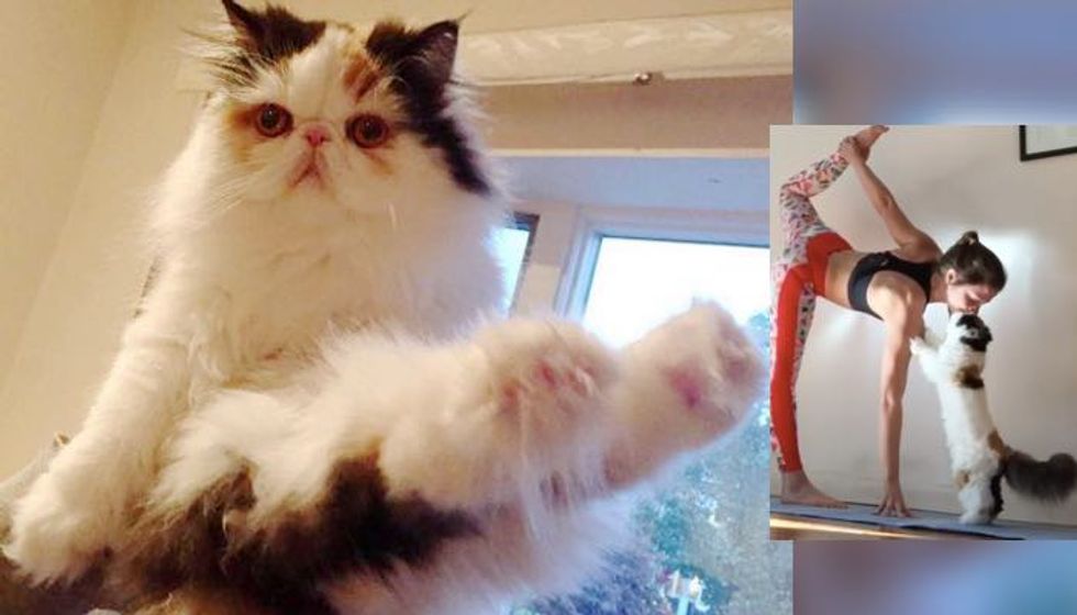 Cat Stands Up on Two Paws to Give Human a Kiss as Her Fluffiest Coach!