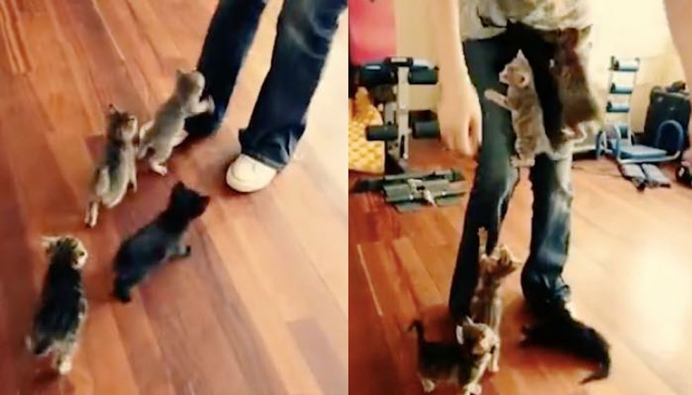 Six Tiny Kittens Won't Let Their Human Go. Cutest Stampede Ever!