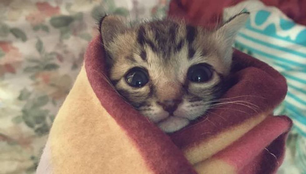 Rescue Kitten Found Abandoned Now Loved and Warm as a Purrito!