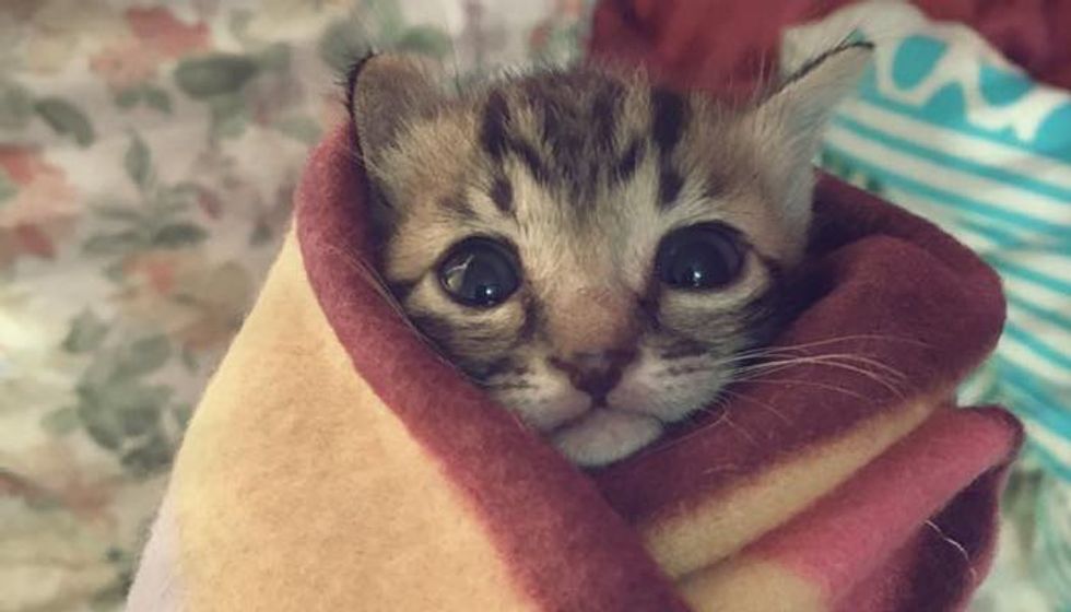 Rescue Kitten Found Abandoned Now Loved and Warm as a Purrito!