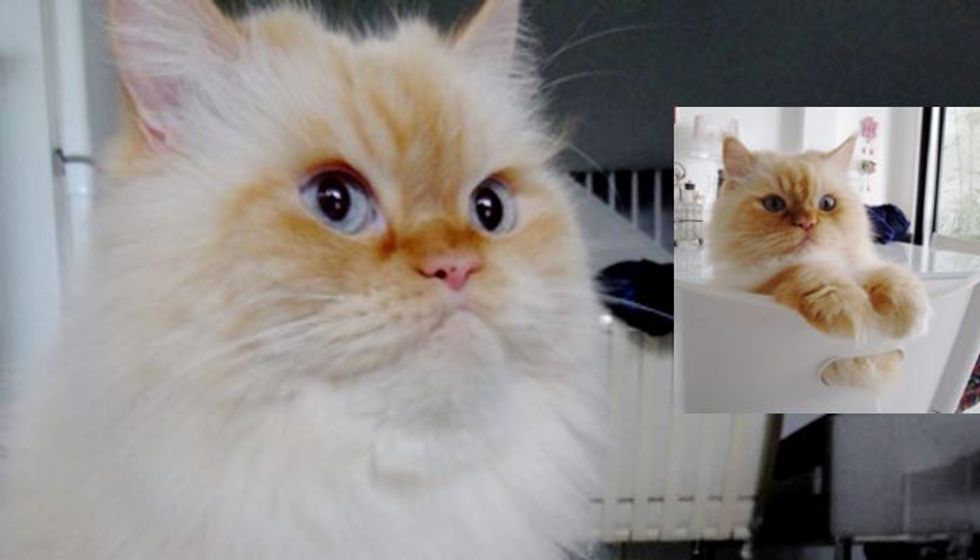 Fluffy Himalayan Cat was Sick and Isolated in Shelter But His Forever Home Healed Him!