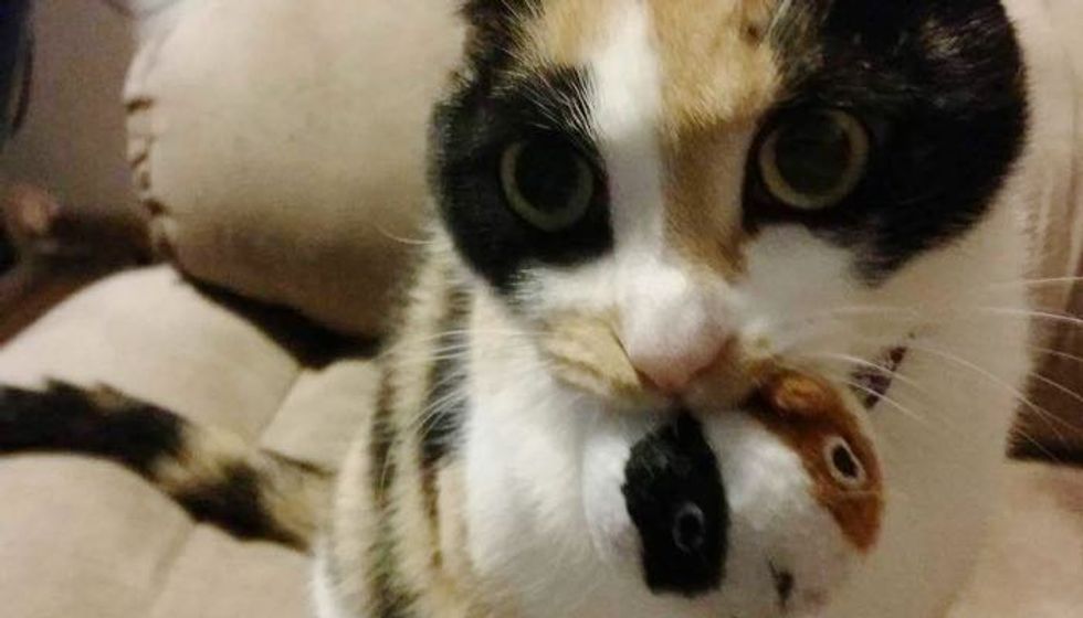 Calico Cat Won't Go Anywhere Without Her 'Baby'