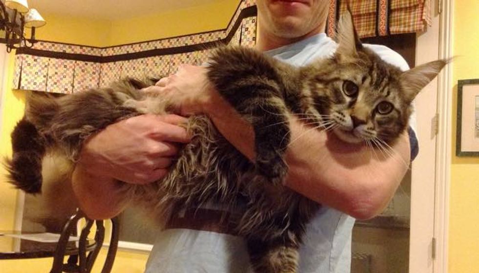 Big Maine Coon Cat Mistaken for Bobcat by Passers By