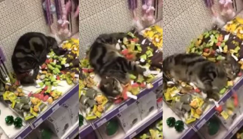 Lost Tabby Found Swimming in Piles of Catnip Toys at Store