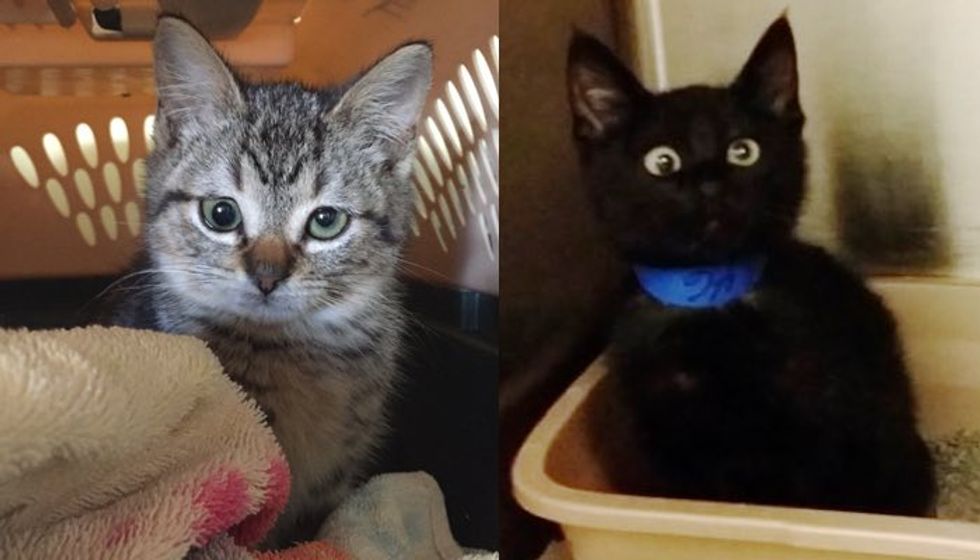 10+ Kitties Born with Cute Googly Eyes. Who Can Possibly Resist!