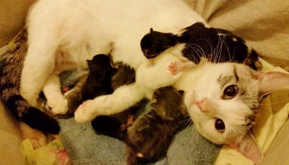 Stray Cat Asks Family to Help Bring Her Babies Safely into the World... (with Updates)