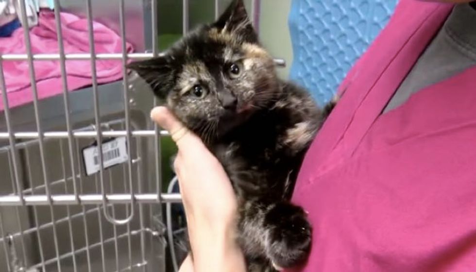 Cat Mother Tries to Save Kitten Frozen to Concrete and It Alerts Woman to Help