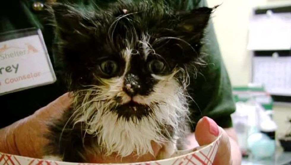 Rescue Kitty Learns to Eat on Her Own, It's a Purrfect Mess!