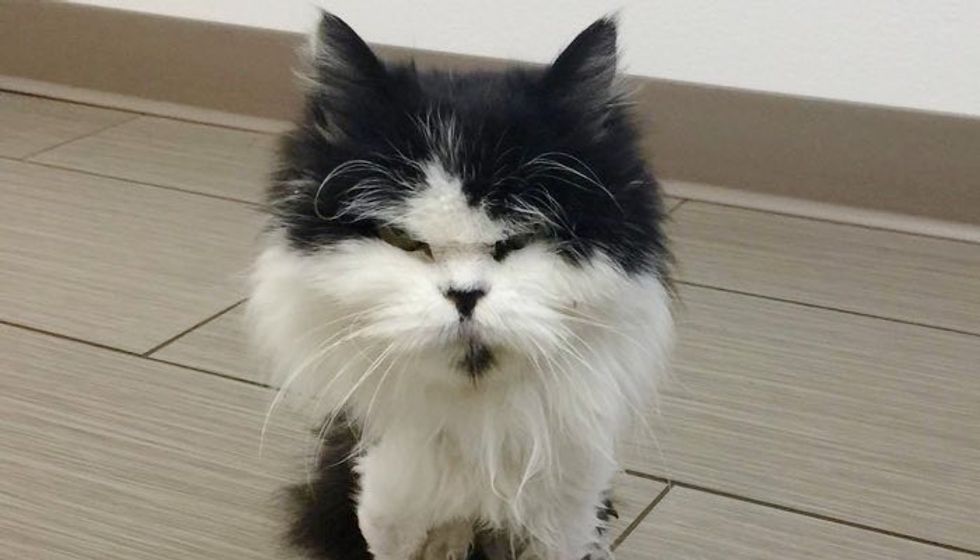 13 Year Old Stray Cat Less than 4 Pounds Surprises Everyone with Her Strong Will to Live