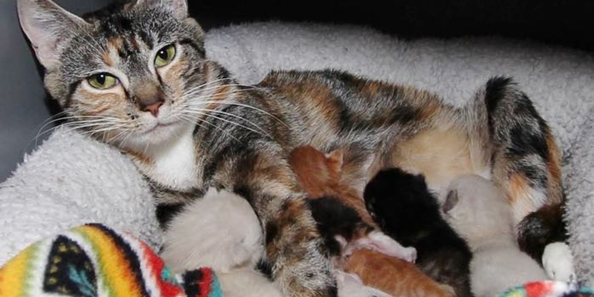 Stray Cat Mama Found Help to Safe Place Right Before She Gave Birth to