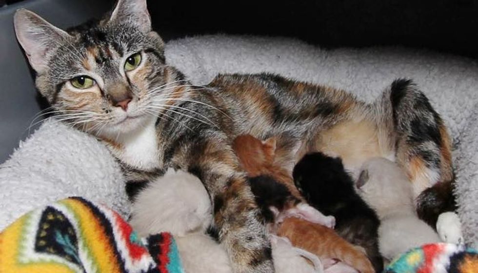 Stray Cat Mama Found Help to Safe Place Right Before She Gave Birth to Her 6 Babies