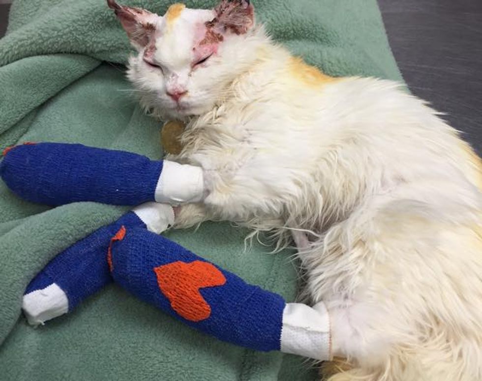 Cat who Suffered Burns Finds Love and Home with Burn Survivor - Love Meow