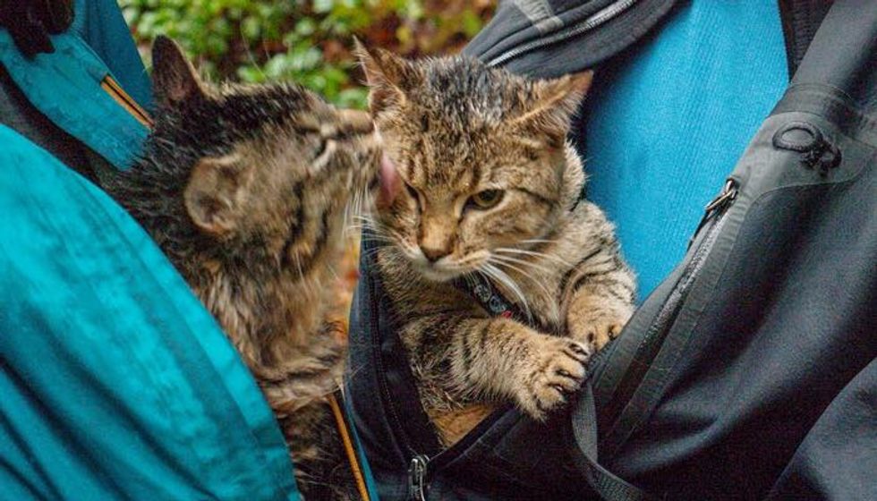 Tabby Brothers Saved from Garbage Bin Now Following Their Rescuers Everywhere They Travel