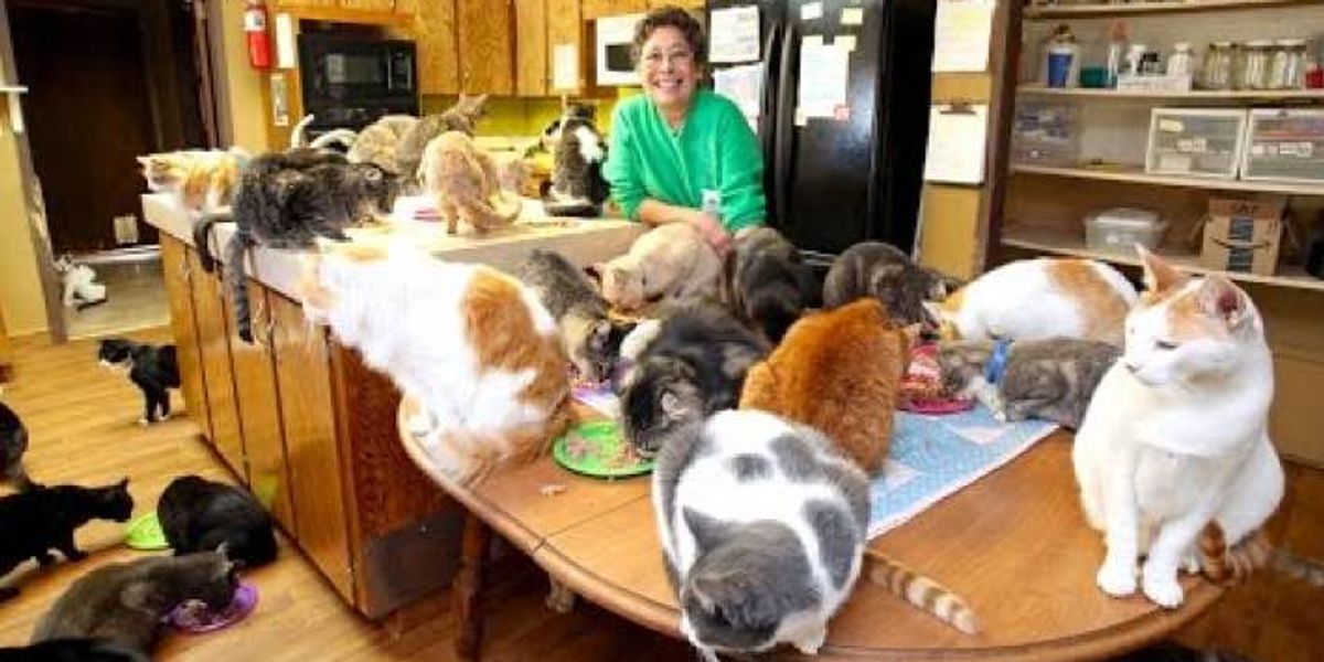 Cat Lady Lives with 1100 Rescue Kitties for a Good Cause! - Love Meow