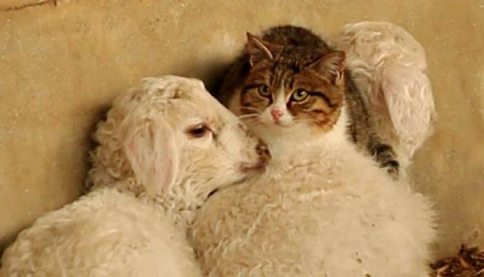 Farmers Surprised to See Cat Show Up and Snuggle with Lambs