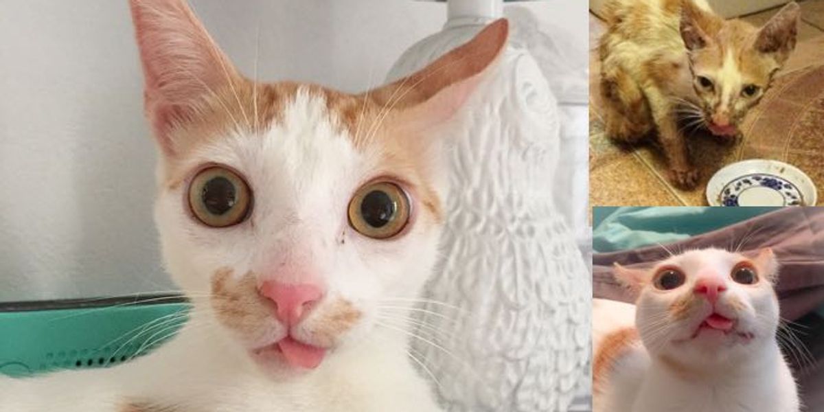 Young Woman Refused to Give Up on Kitty with Broken Jaw Even When Told ...