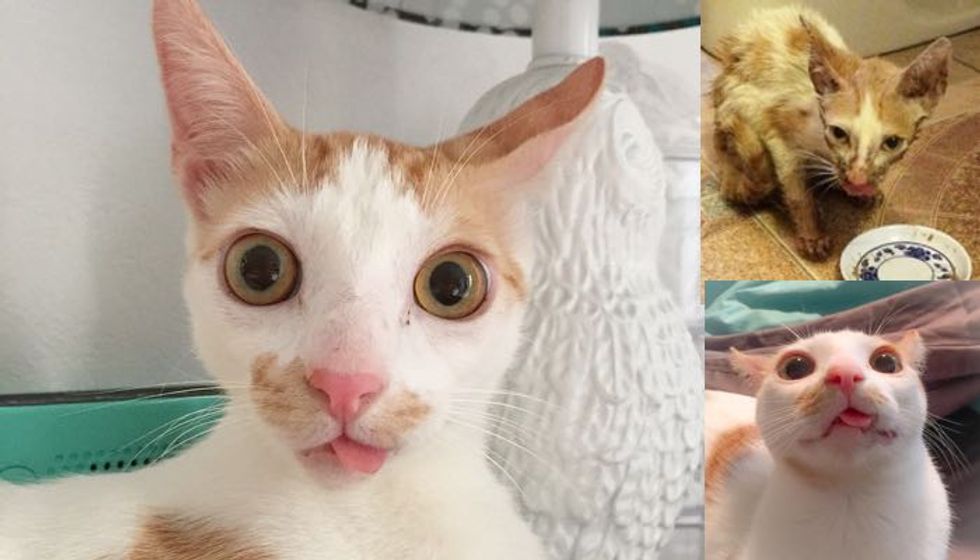 Young Woman Refused to Give Up on Kitty with Broken Jaw Even When Told to