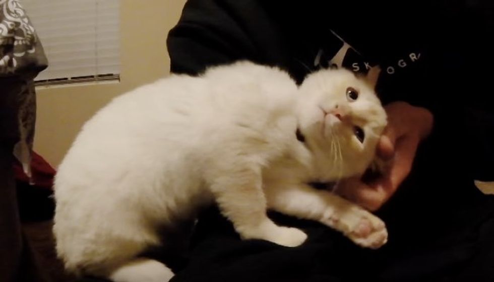 Kitten Found Frozen in Snow Finds a Best Friend He Follows around Day and Night