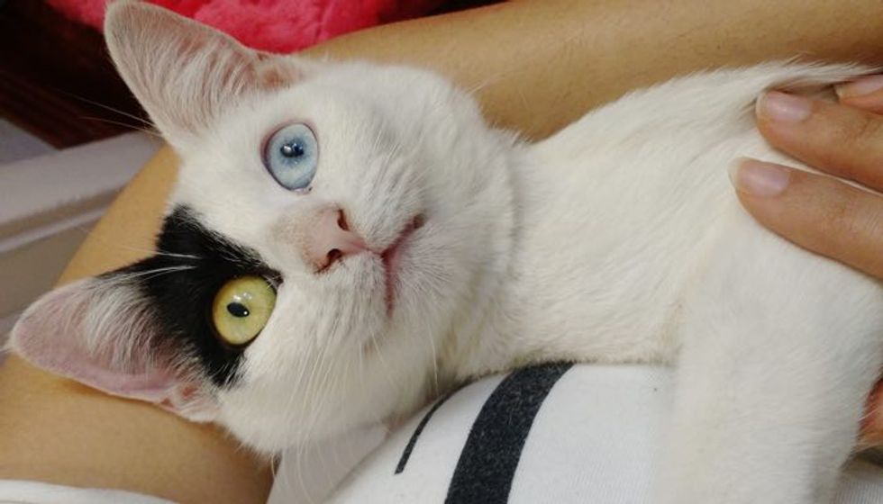 Shelter Cat Sits in Her Human's Arms Wanting to Be Adopted