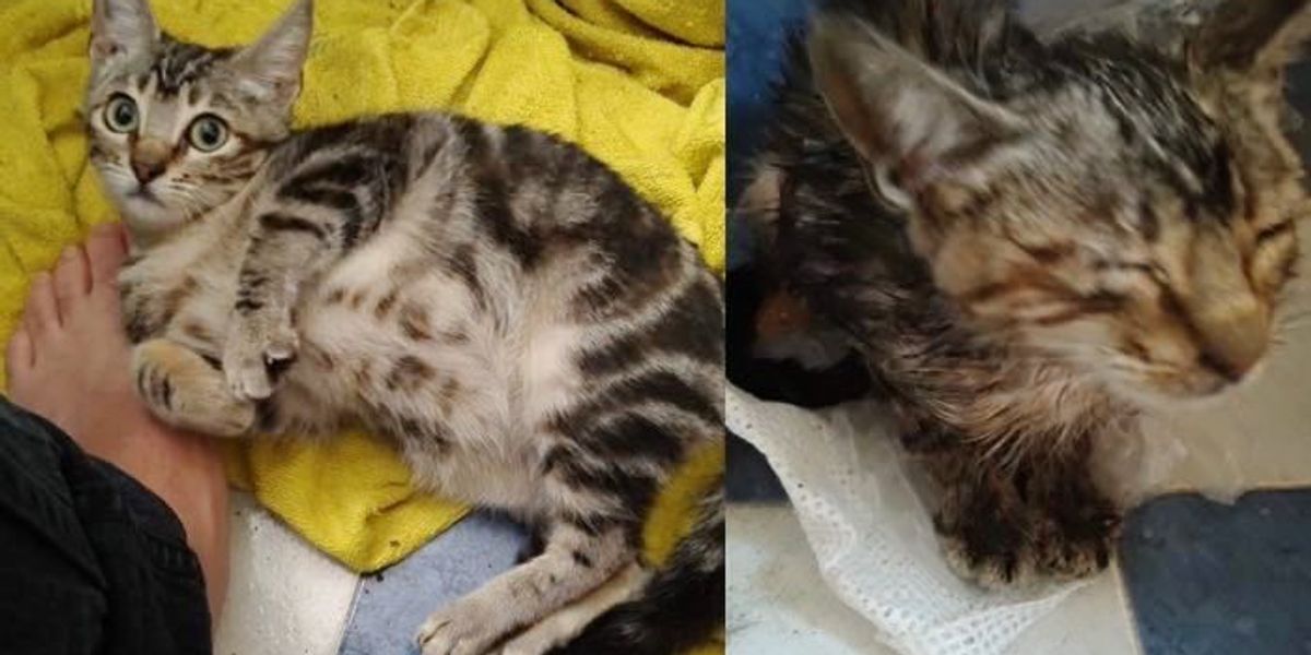 Man Found Kitten Shivering in Pouring Rain. He just Couldn't Leave Her