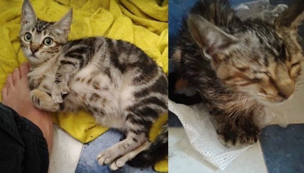 Man Found Kitten Shivering in Pouring Rain. He just Couldn't Leave Her There..