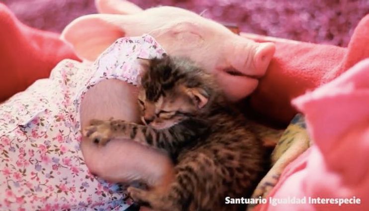 Abandoned Kitten Finds a New Sister who is also a Rescue - Love Meow Abandoned Kitten Finds a New Sister who is also a Rescue - Love Meow