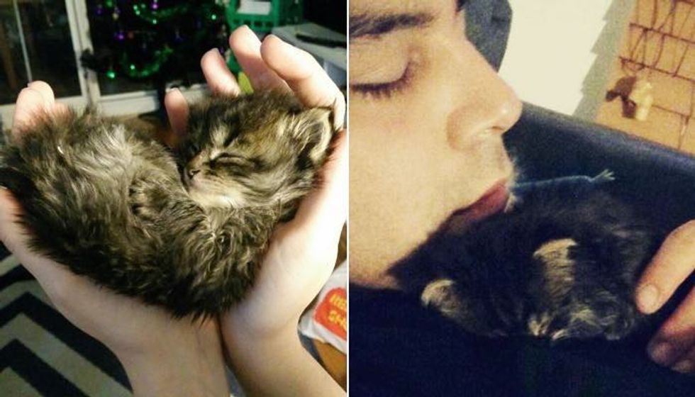 Orphaned Kitten Needs Motherly Love, Man Decides He Will Be His New 'Mom'