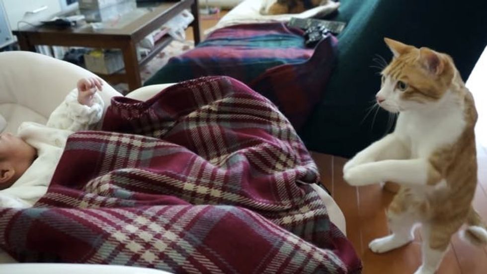 Curious Kitty Meets His Baby Sister for the First Time