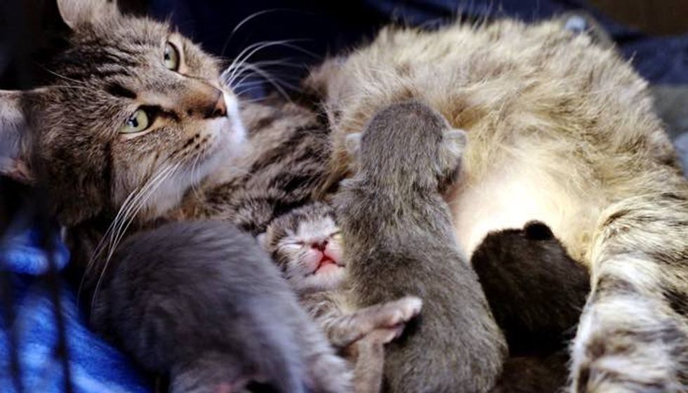 Pregnant Stray Cat Saved Just In Time for Her Babies