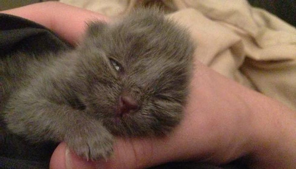Tiny Orphaned Kitten Found in Backyard Now Happy and Loved!