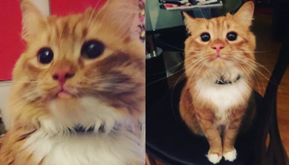 This Fluffy Cat Has a Pair of Perpetual Begging Eyes (10+ pics)
