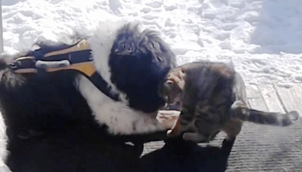 Stray Cat Came into Dog's Life After He Lost His Two Best Friends