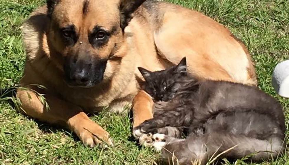 Shelter Cat and Dog were Looking for Homes, But They Found Each Other