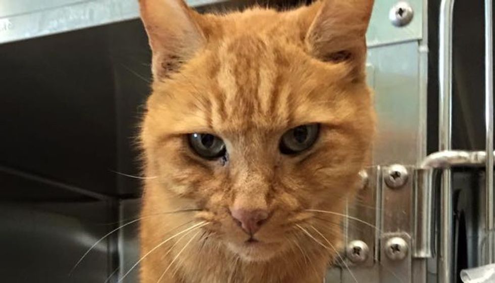 10-year-old Cat Waiting for Someone to Save Him and Love Him