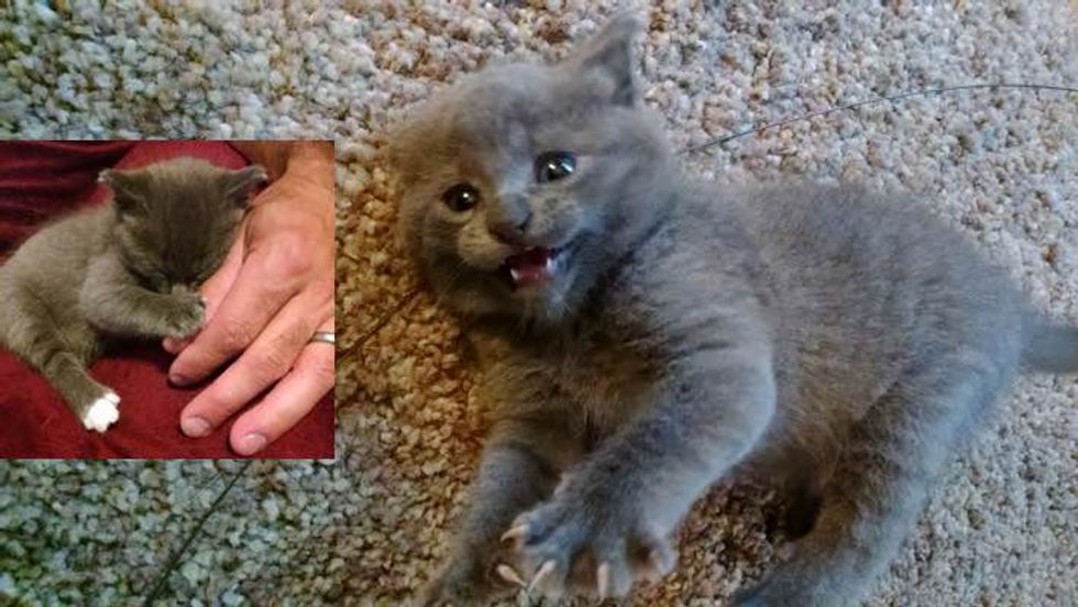 Orphaned Kitten Found Behind Tool Shed Gets a New Sister for Life