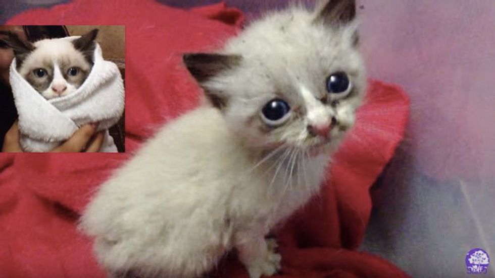 Street Kitten Holds onto His Rescuer Meowing for Love