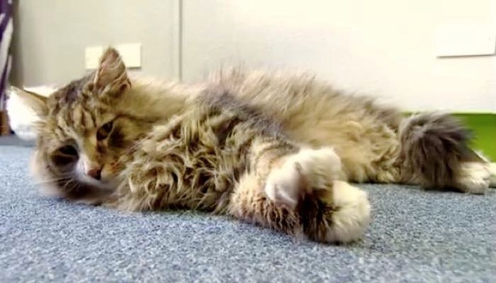Missing Cat Surprised His Family After He was Found Bigger, Fluffier in a Pet Food Factory