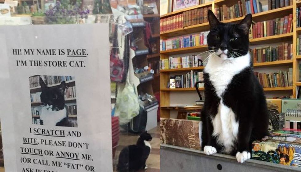 This Local Book Store Has a Cat with Some Serious Cattitude!