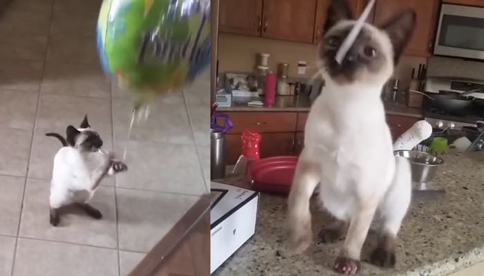 Kitty is Very Attached to Her Balloon. It's Her Baby!