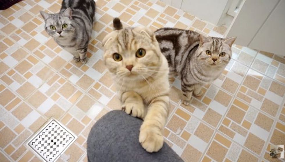 Every Time this Man Tries to Use Bathroom, His 5 Cats Follow Him