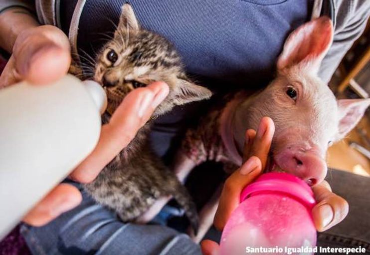 Orphaned Tabby Kitten and Rescue Pig Growing Up Together! - Love Meow