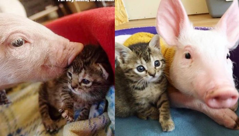 Orphaned Tabby Kitten and Rescue Pig Growing Up Together!