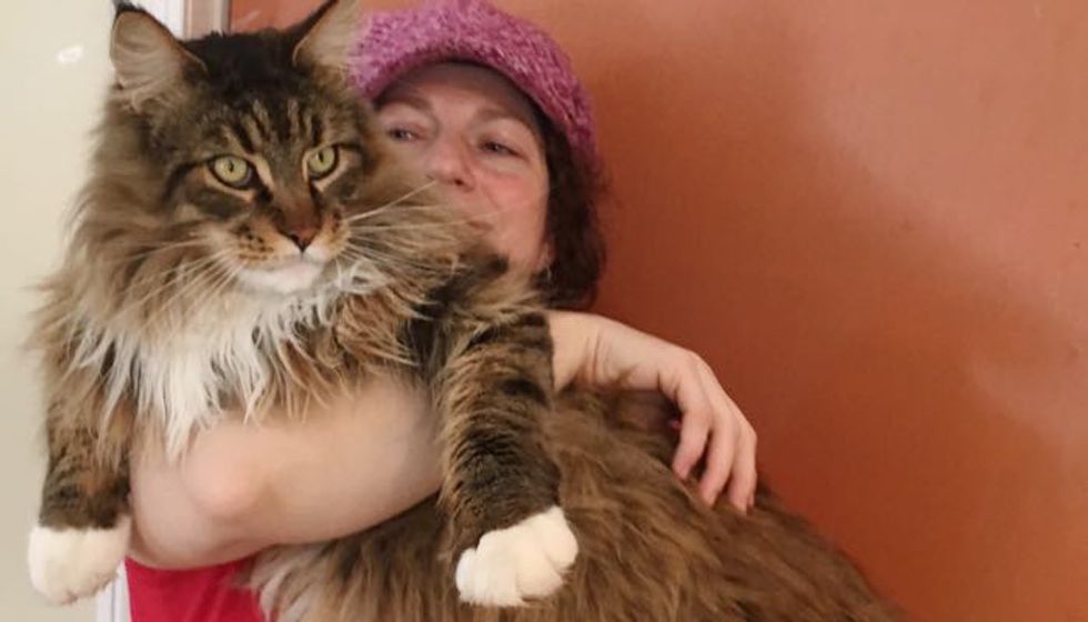 Maine Coon Cat Decides to Sleep Over at Neighbor's When His Human Works at Night