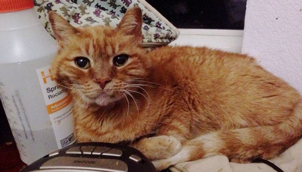 18 Year Old Garfield was Living the Shelter Life Until a Couple Came to Give Him a King's Life!