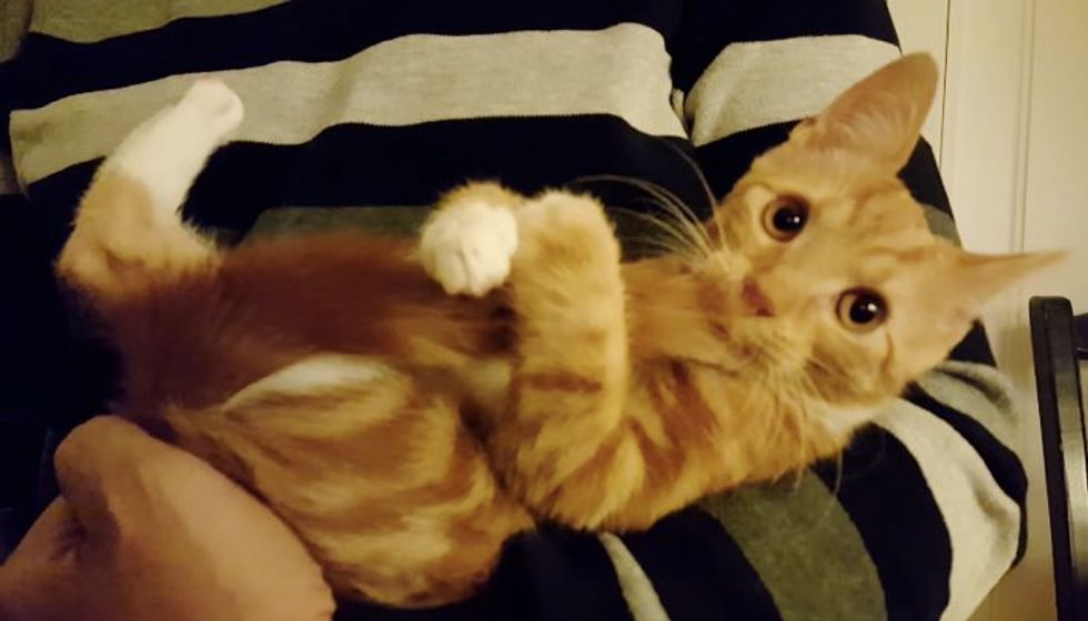 Tiny Kitten Uses His Tail as Pacifier. It Makes Him Happy!